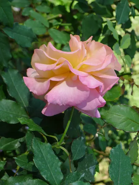 白色和粉红色玫瑰/热带玫瑰花园 — 图库照片