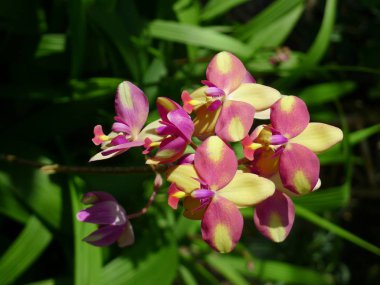 Sarı ve mor orkide/tropikal orkide
