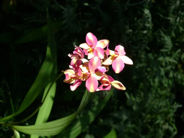 Žluté a fialové orchideje/tropické orchideje — Stock fotografie