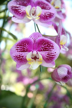 Mor orkideler / tropik orkideler / Tay Orkide