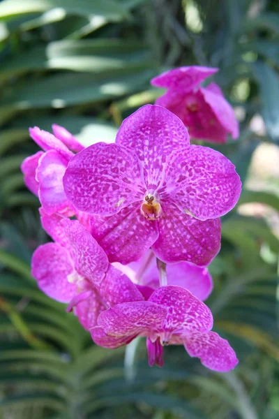 Fialové orchideje / tropické orchideje / thajské orchideje — Stock fotografie