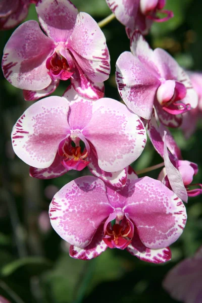 Mor orkideler / tropik orkideler / Tay Orkide