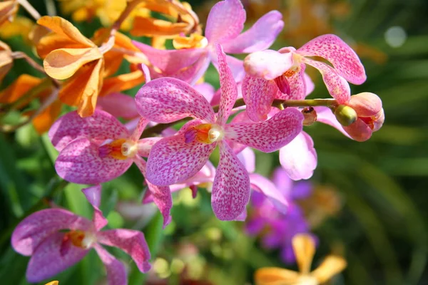 Fialové orchideje / tropické orchideje / thajské orchideje — Stock fotografie
