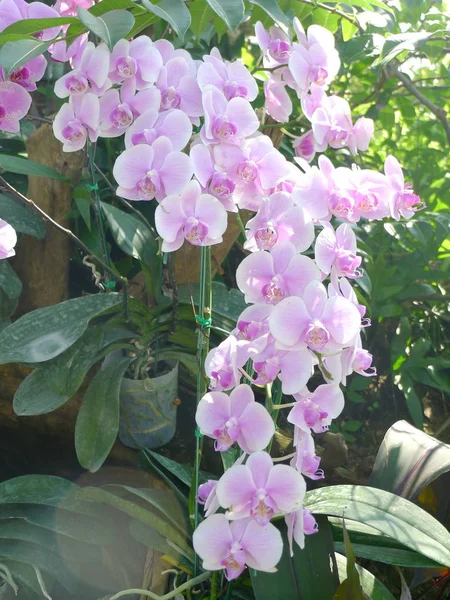 Orchidee viola / orchidee tropicali / orchidee tailandesi — Foto Stock