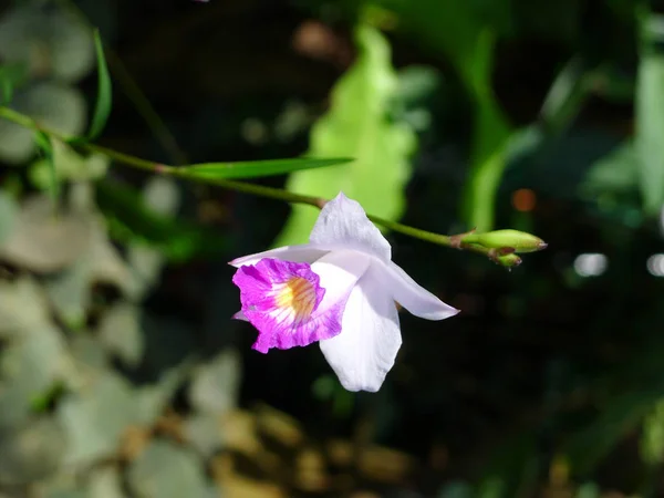 Фиолетовые орхидеи / тропические орхидеи / Тайские орхидеи — стоковое фото