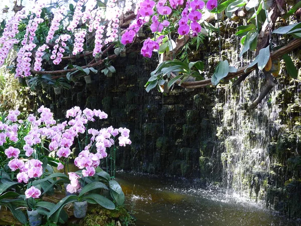 Lila orkidéer / tropiska orkidéer / thailändska orkidéer — Stockfoto
