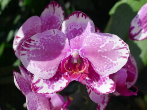 Purple orchids / Tropical orchids / Thai orchids — Stock Photo, Image