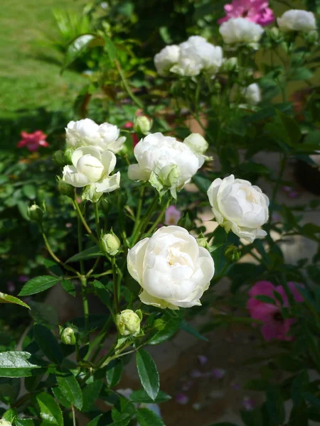 Weiße Rose / tropischer Rosengarten — Stockfoto