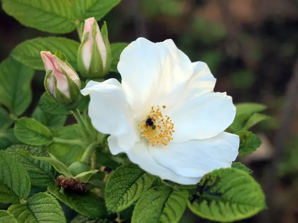 Rosa blanca / Jardín de rosas tropicales — Foto de Stock