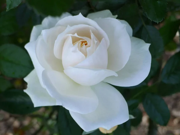 Rosa blanca / Jardín de rosas tropicales —  Fotos de Stock