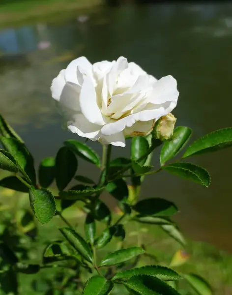 Άσπρο τριαντάφυλλο / τροπικό Rose Garden — Φωτογραφία Αρχείου