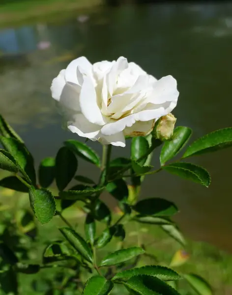 Beyaz gül / tropikal gül bahçesi — Stok fotoğraf