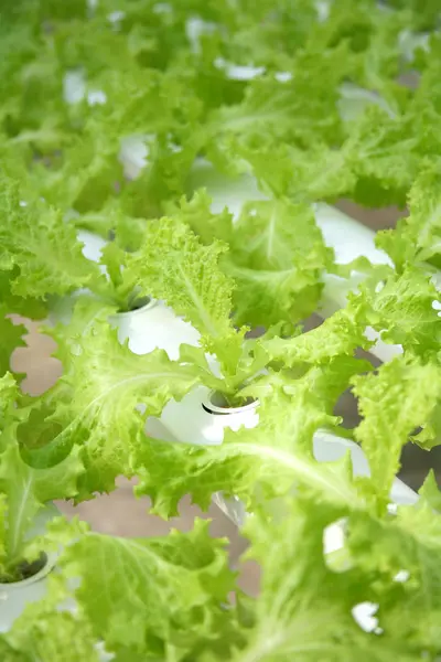 Produtos hortícolas orgânicos e hidroponia — Fotografia de Stock