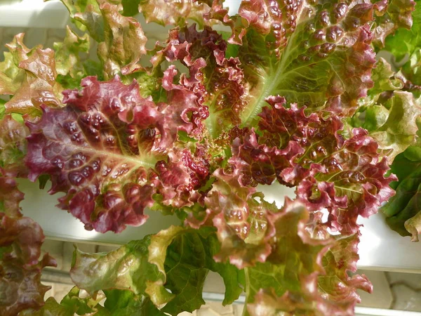 Produtos hortícolas orgânicos e hidroponia — Fotografia de Stock