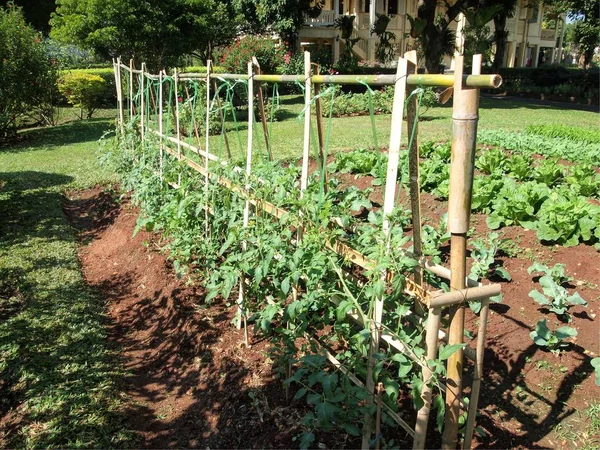 Fazenda horta — Fotografia de Stock