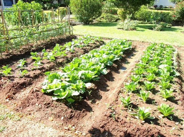 Fazenda horta — Fotografia de Stock