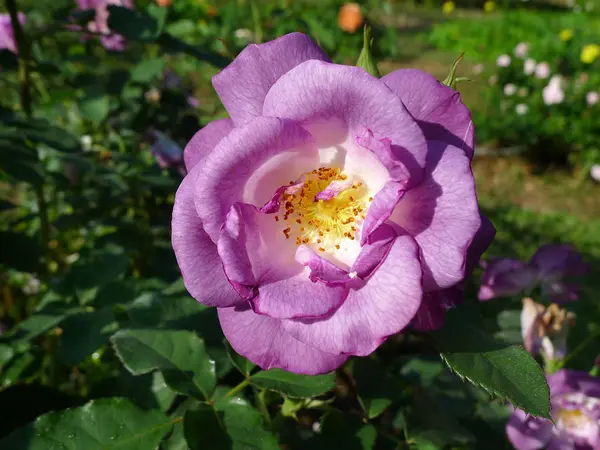 Фиолетовая роза — стоковое фото