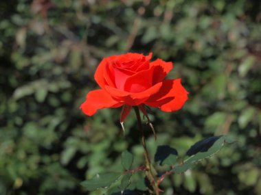 Turuncu gül, tropikal gül