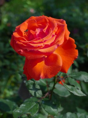 Turuncu gül, tropikal gül