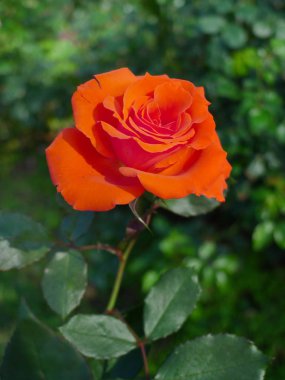 Turuncu gül / tropikal gül bahçesi 