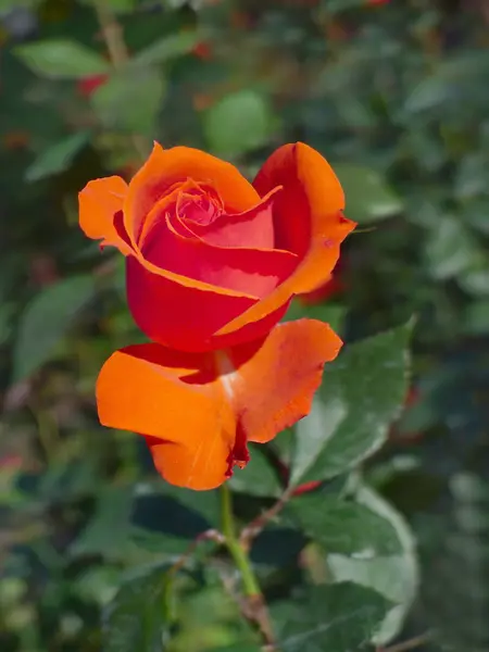 Rosa arancione / Giardino di rose tropicali — Foto Stock