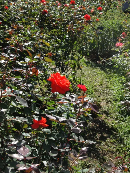 Orange Rose / tropischer Rosengarten — Stockfoto