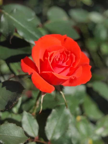 Rosa naranja / Jardín de rosas tropicales —  Fotos de Stock