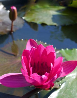 Mor lotus / mor Nilüfer 