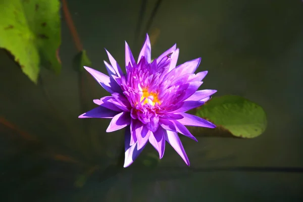 Фиолетовый лотос / пурпурная водяная лилия — стоковое фото