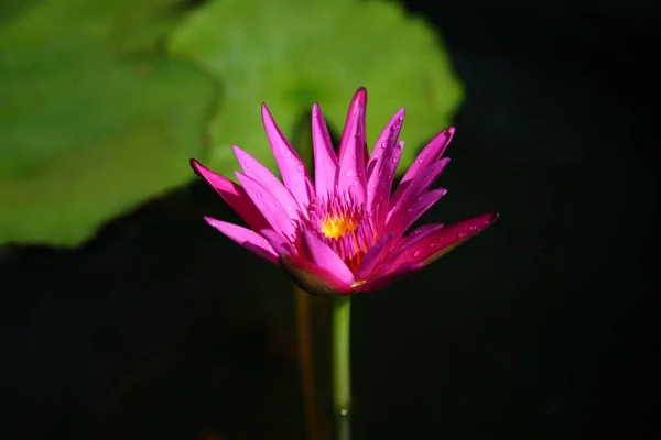 Mor lotus / mor Nilüfer 