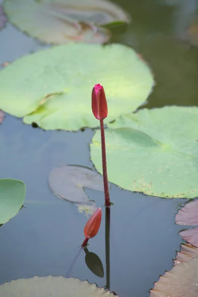 Lirio púrpura de loto / agua púrpura —  Fotos de Stock