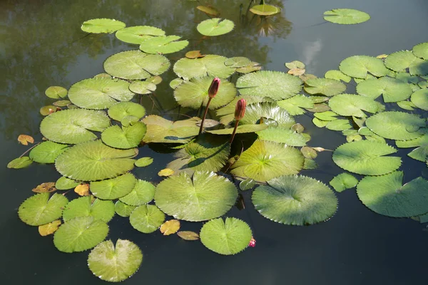 Lirio púrpura de loto / agua púrpura —  Fotos de Stock