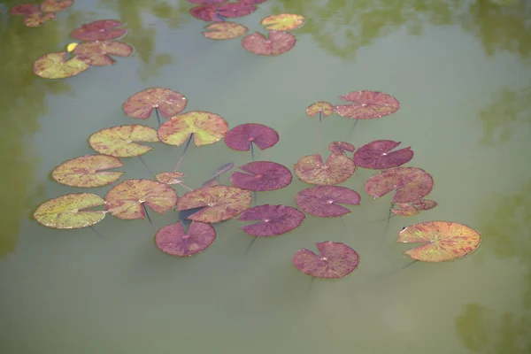 池には蓮の葉 — ストック写真