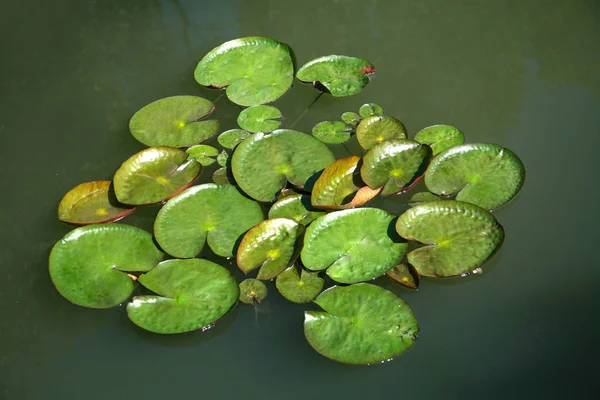 池には蓮の葉 — ストック写真