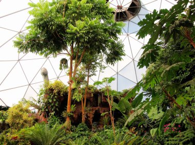 Tropikal kubbe bitkiler Tayland