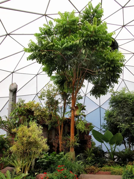 Tropiska dome växter i Thailand — Stockfoto