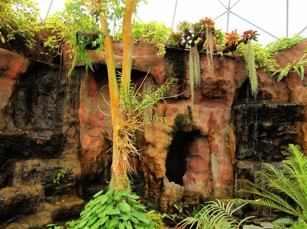 Tropikal kubbe bitkiler Tayland