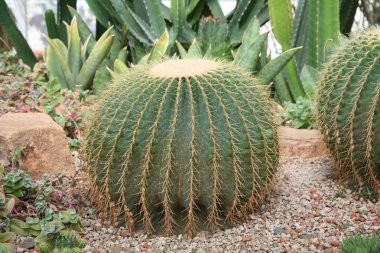 Çöl bitkileri, kurak ortamlarda yetişen bitkiler