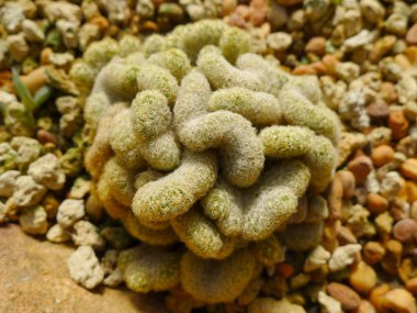 Çöl bitkileri, kurak ortamlarda yetişen bitkiler