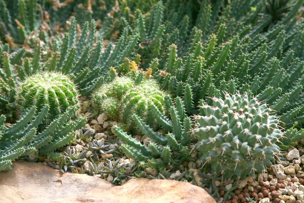 Plantes du désert, Plantes qui poussent dans des conditions arides — Photo