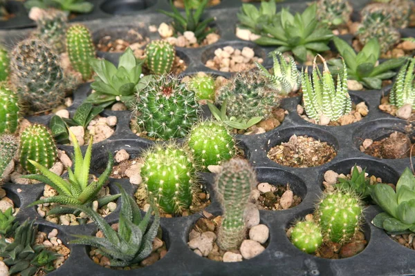 Plantes du désert, Plantes qui poussent dans des conditions arides — Photo