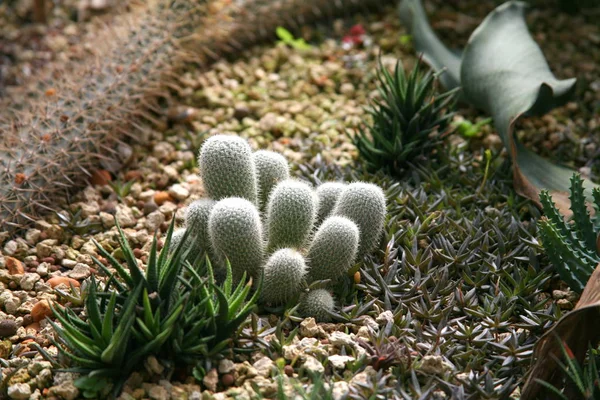 Plantes du désert, Plantes qui poussent dans des conditions arides — Photo