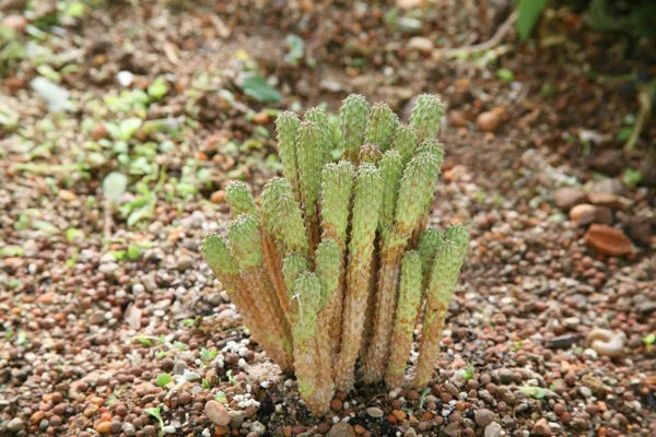 砂漠の植物は、乾燥した状態で育つ植物 — ストック写真