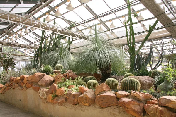 Plantas del desierto, Plantas que crecen en condiciones áridas —  Fotos de Stock