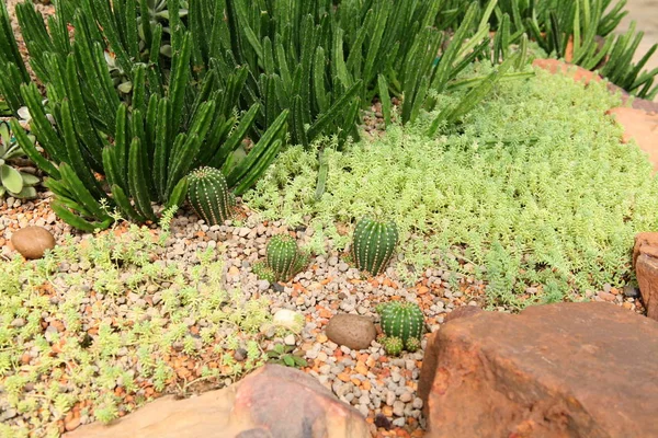 Desert  plants , Plants that grow in arid conditions — Stock Photo, Image