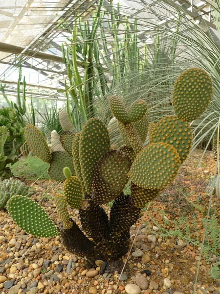 Plantes du désert, Plantes qui poussent dans des conditions arides — Photo