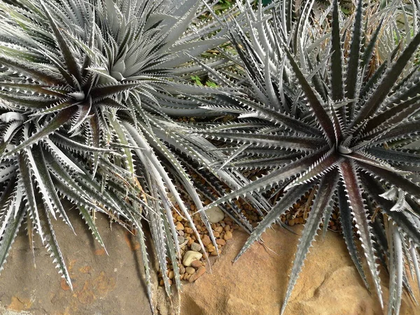 Plantes du désert, Plantes qui poussent dans des conditions arides — Photo