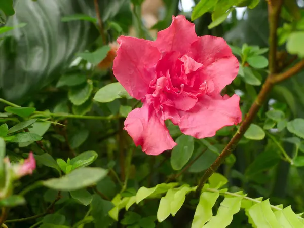 Flor tropical / planta tropical —  Fotos de Stock