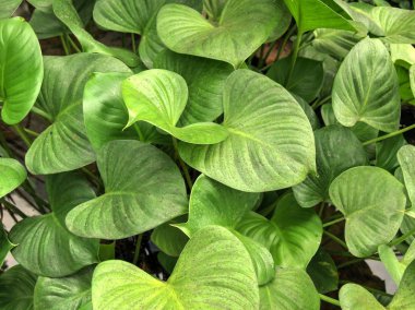 Yeşil yaprak duvar kağıdı / yeşil arka plan