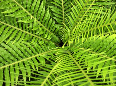 Yeşil yaprak duvar kağıdı / yeşil arka plan